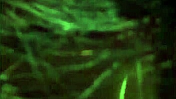 Lebanese stars in casual scenes