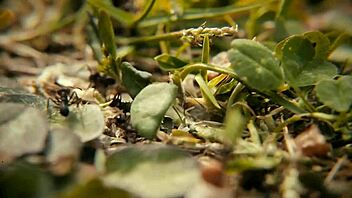 Exploring Rekonfiguration Nine In Detail