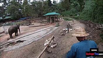 태국 코끼리 타기, 아마추어 틴 18+ 섹스로 미쳐버려
