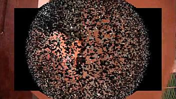 who's crushing it under my heel?