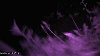 Outdoor Nettle Insertion into Slave Cock for Intense BDSM Play