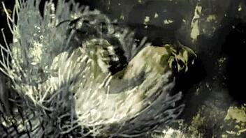 nineteen 18+th century vintage british retro pornography