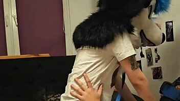 Femboy Husky Fursuiter Rides Boyfriend To Cumshot.