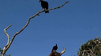 Hey, check these wet lesbian games in sexy Ibiza!