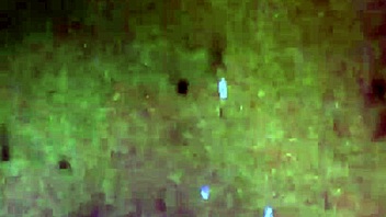 Gay and Shemale couple indulge in bareback anal and cock worship