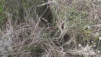 Wow! Mama vitregă cuckold franceză arată pizda păroasă pişând de aproape!