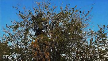 Neuk Mijn Vrouw en Haar Geheime Lesbische Liefhebber Elly Clutch en Susie Stellar