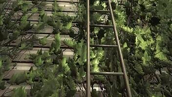 lets play horny henry game