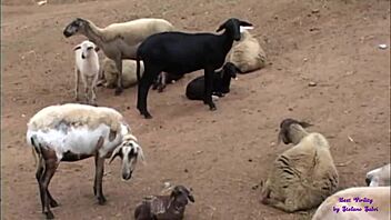 teenager mora with big tits loves anal sex and cum on face