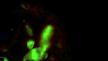 Third video of Yorgelis Kent and Erika Schwarzenberg