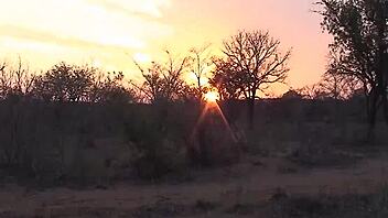 Descriptive Wild African Safari Orgy With Monster Cocks