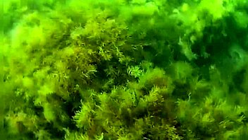 Underwater adventure reveals hairy treasure