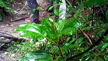 Machos Fazendo Orgia Dentro Da Floresta