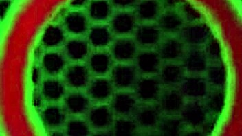 Watch Vicky Vette and Trisha Uptown Dive into Juicy Big Pussy Lips