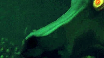 3D porn game with anime babes and hardcore sex scenes