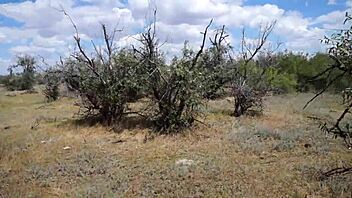 Savannah vixen enjoys outdoor fun with amateurs.