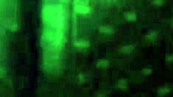 big booty bbw riding bbc for intense cumshot