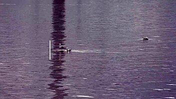 Skinny Cleaning Lady Takes ANAL And DOUBLE PENETRATION Hardcore