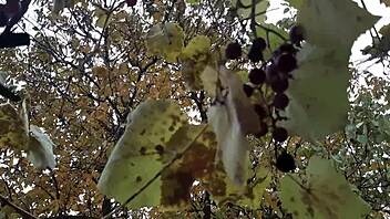 lesbian girls have passionate sex in autumn hut