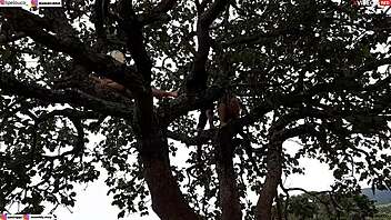 Public encounter with blonde and brunette on tree.
