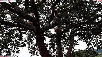 Public encounter with blonde and brunette on tree.