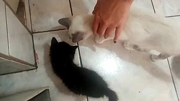 Sarah Rosa cooks sexy papaya mousse in the kitchen