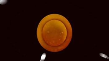 Porn J Taut Pussy Delight