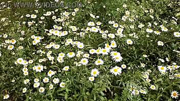Hey, I caught my neighbor masturbating wildly in the daisies - such a hot orgasm spy moment! 👀🌼
