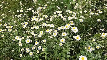Hey, I caught my neighbor masturbating wildly in the daisies - such a hot orgasm spy moment! 👀🌼