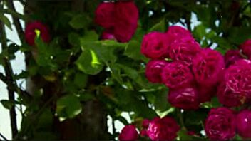 hey bangladeshi wife cums hard in group fuck with cute indian friends!