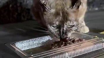 just a quirky thai lady chilling with her stray cats nothing wild here lol