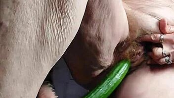 granny shoves cucumber deep in her hairy old beaver