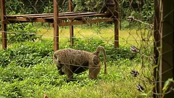 ebony wife fucked by muscular colleague as husband watches in africa
