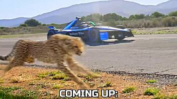 world's fastest car races cheetah