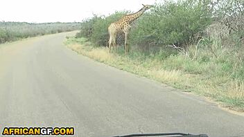 Hung boyfriend pounds the brattiness out of his naughty Kenyan girlfriend's big ass