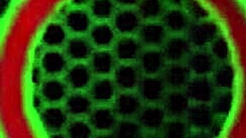 dominant angelina castro and gia love lick big tits passionately!