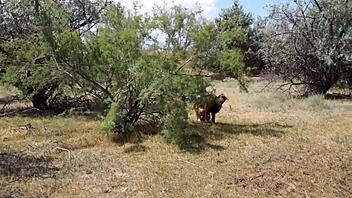 shy cosplay milf dances outdoors in aboriginal costume