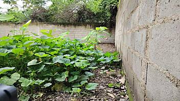 casi nos pillan follando a vecina mexicana!