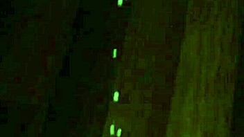 Jizz explosion orgasm from intense jerking off session.